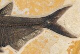 Green River Fossil Fish Mural With Diplomystus & Phareodus #254198-4